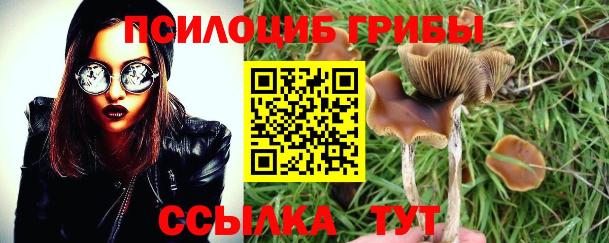 Юрга  Псилоцибиновые грибы мицелий  Вход с VPN 